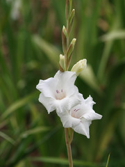 Glaïeul à grandes fleurs (Gladiolus) de couleur blanc 