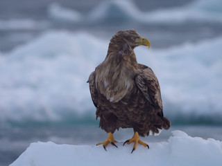 流氷の上のオジロワシ