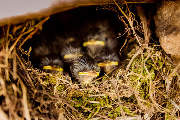 five baby birds sitting in the nest