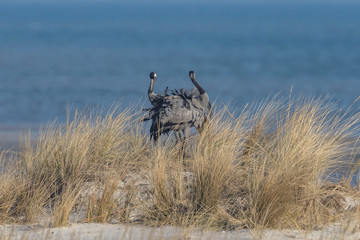 kraniche am meer