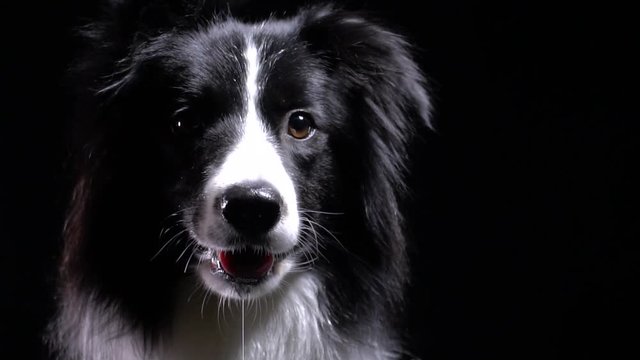 Close up of a border collie dog drooling, black background