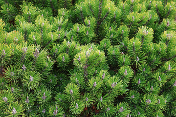 Branches Pinus mugo var. Pumilio. Conifer shrub.
