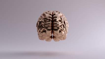 Bronze Anatomical Brain Front