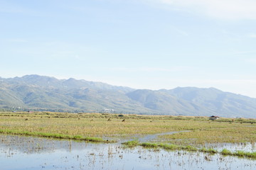 Inle lake in Myanmar
