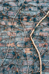 The grape branches that fall on the brick wall, the texture