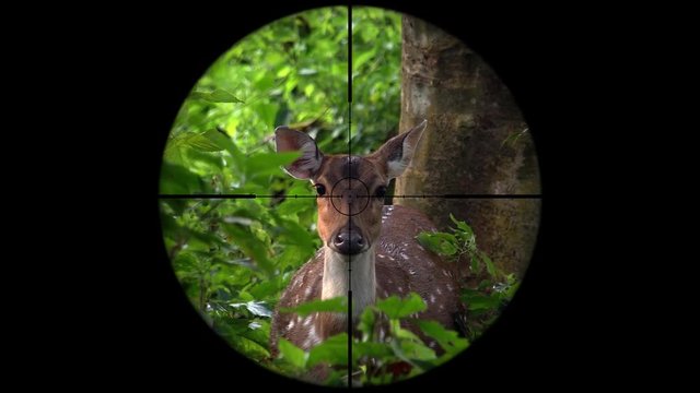 Female Spotted Deer also called Chital or Cheetal (Axis axis) Seen in Gun Rifle Scope. Wildlife Hunting. Poaching Endangered, Vulnerable, and Threatened Animals