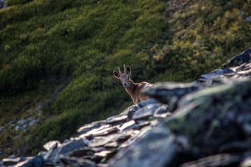 Fototapeta na wymiar marmot in mountains