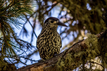 bird of prey