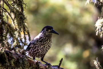 bird on a branch