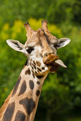 Uganda-Giraffe oder Rothschild-Giraffe (Giraffa camelopardalis rothschildi)