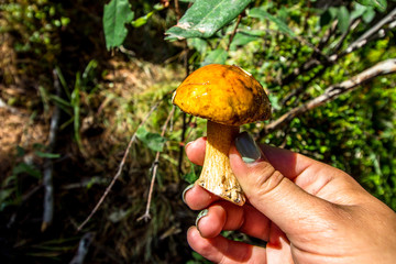 mushroom in forest