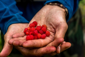 raspberries in hands