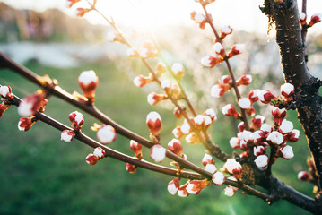 Beautiful closeup spring blossoming tree in park