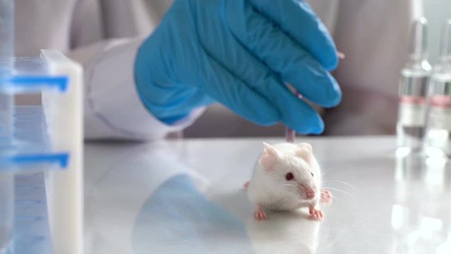 White laboratory rat on scientic background