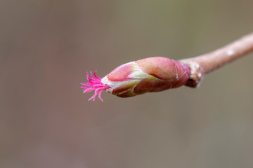 Weibliche Blüte der Haselnuss im Frühling am blühen