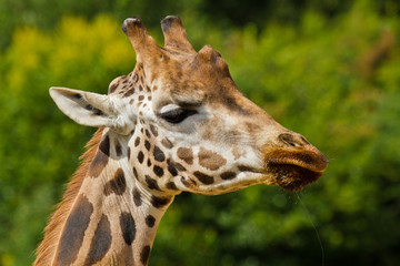 Naklejka na ściany i meble Uganda-Giraffe oder Rothschild-Giraffe (Giraffa camelopardalis rothschildi)