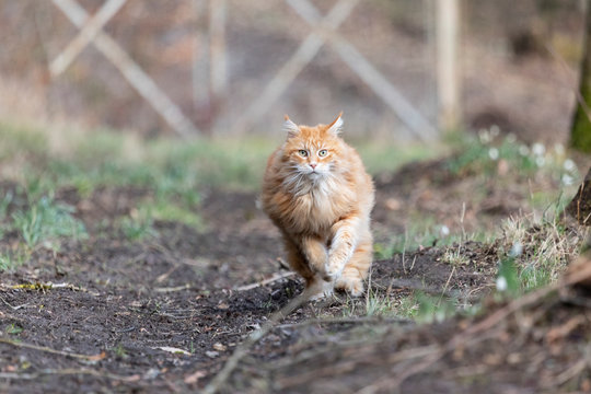 810 best katze springen images stock photos vectors adobe stock