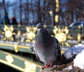 pigeons on fence1