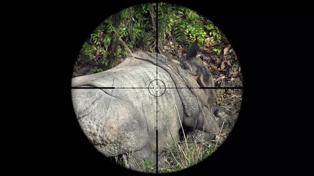 Indian One Horned Rhinoceros (Rhinoceros unicornis) Seen in Gun Rifle Scope. Wildlife Hunting. Poaching Endangered, Vulnerable, and Threatened Animals