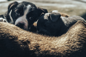 Old dog feeds three so puppies Black and white, White-red, Gray.