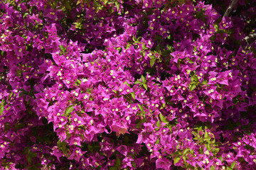 Bougainvillea, Flowers background. Spring and summer flowers.