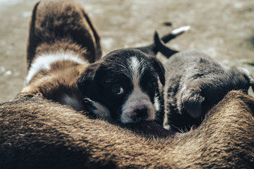 Old dog feeds three so puppies Black and white, White-red, Gray.