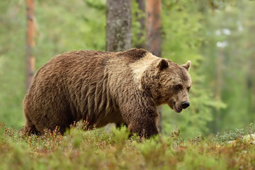 Adult brown bear with collar in forest landscape