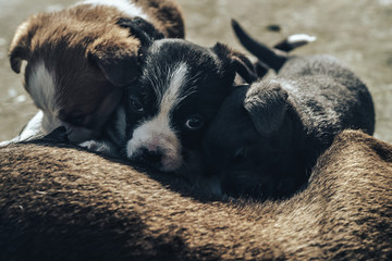 Old dog feeds three so puppies Black and white, White-red, Gray.