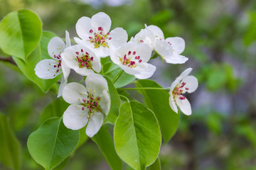 Branch of flowering pear close-up on a blurred background