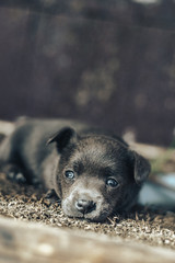Little gray puppy dog with blue eyes.