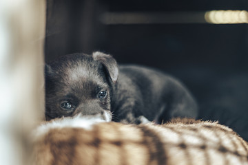 Little gray puppy dog with blue eyes.