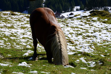Kopfloses Pferd. Brauner Noriker auf verschneiter Wiese steckt seinen Kopf in einen Graben
