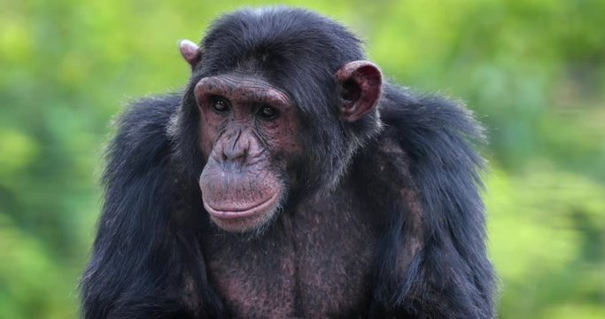 portrait of a chimpanzee in the heart of nature, South Africa