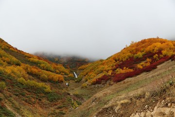 Colorful Trees in Autumn Season.artvin /savsat/turkey