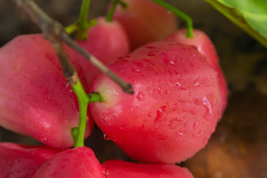 Red rose apple that is cleaned with water and has water droplets, place on the wood table