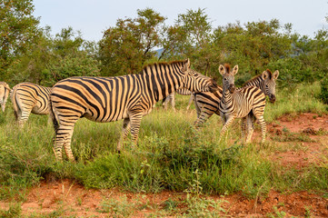 Plain Zebras (Equus Quagga) in the african savanna of the Etosha National Park in Namibia