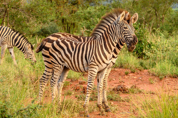 Plain Zebras (Equus Quagga) in the african savanna of the Etosha National Park in Namibia