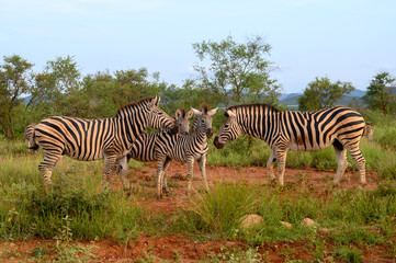 Fototapeta na wymiar Plain Zebras (Equus Quagga) in the african savanna of the Etosha National Park in Namibia