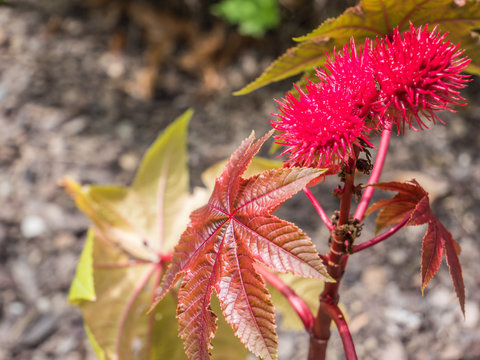 Rizinus, Ricinus communis