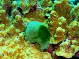 The amazing and mysterious underwater world of Indonesia, North Sulawesi, Bunaken Island, sea squirt