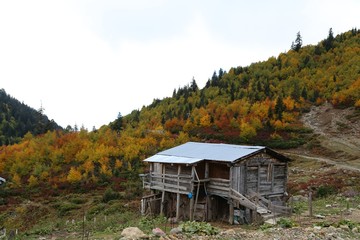 Colorful Trees in Autumn Season.artvin /savsat/turkey