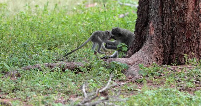vervet monkey in Kruger Park during a photo safari in South Africa