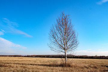 lonely young birch without foliage against the blue sky