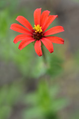 Peruvian zinnia