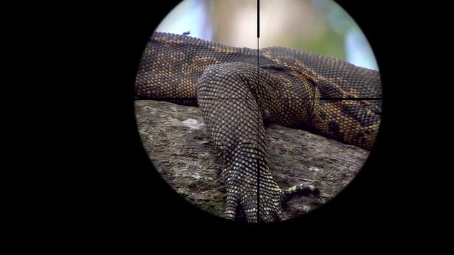Asian Water Monitor Lizard (Varanus Salvator) Seen in Gun Rifle Scope. Wildlife Hunting. Poaching Endangered, Vulnerable, and Threatened Animals