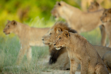 Lion pride moving about with cubs that are playing and biting things. The large dominant male also around.