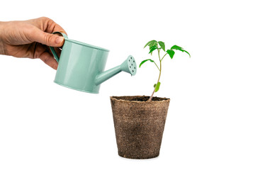 plant of tomato with hand and watering can isolated on white background