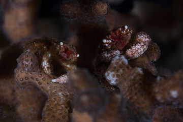 Coral Gorilla Crab