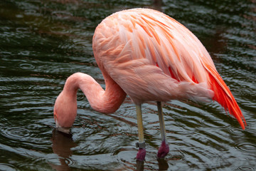  Chilean flamingo at the drinking