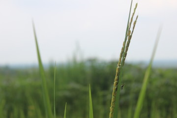  paddy fields in the suburbs